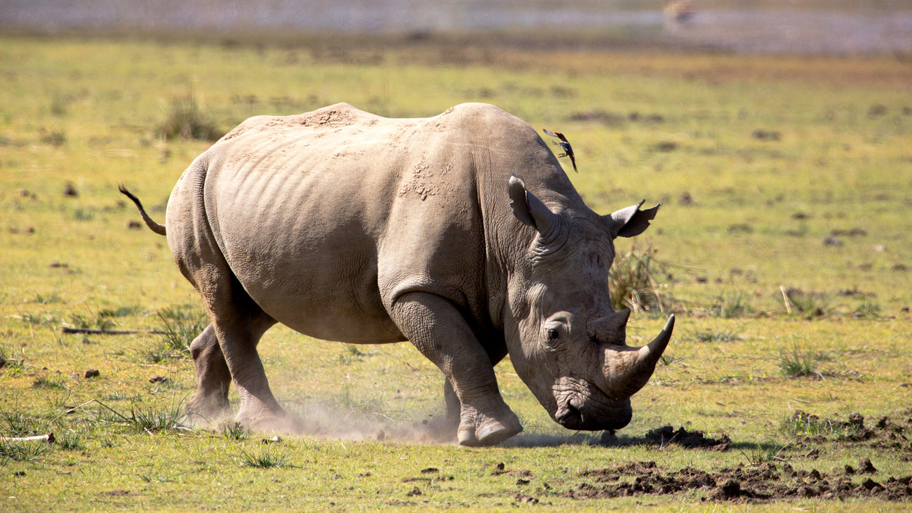 White Rhino in Matobo